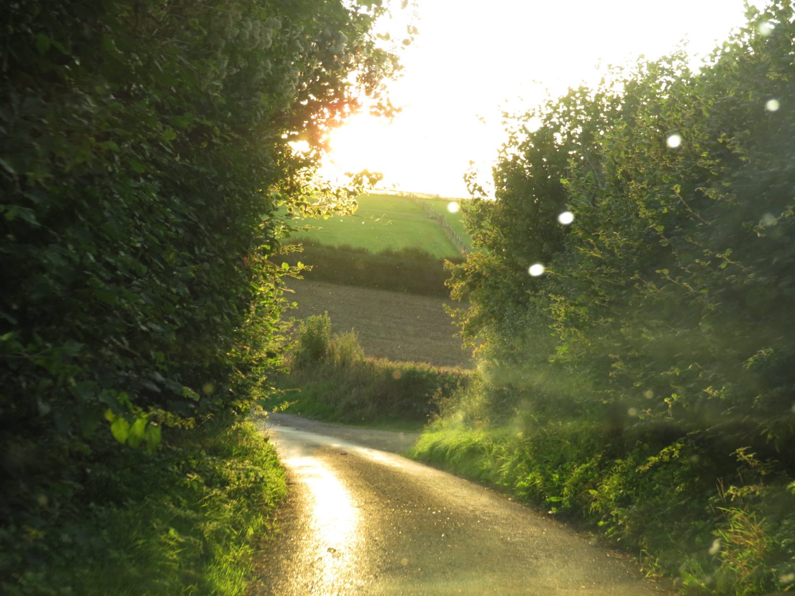 Hedge road Hedge road