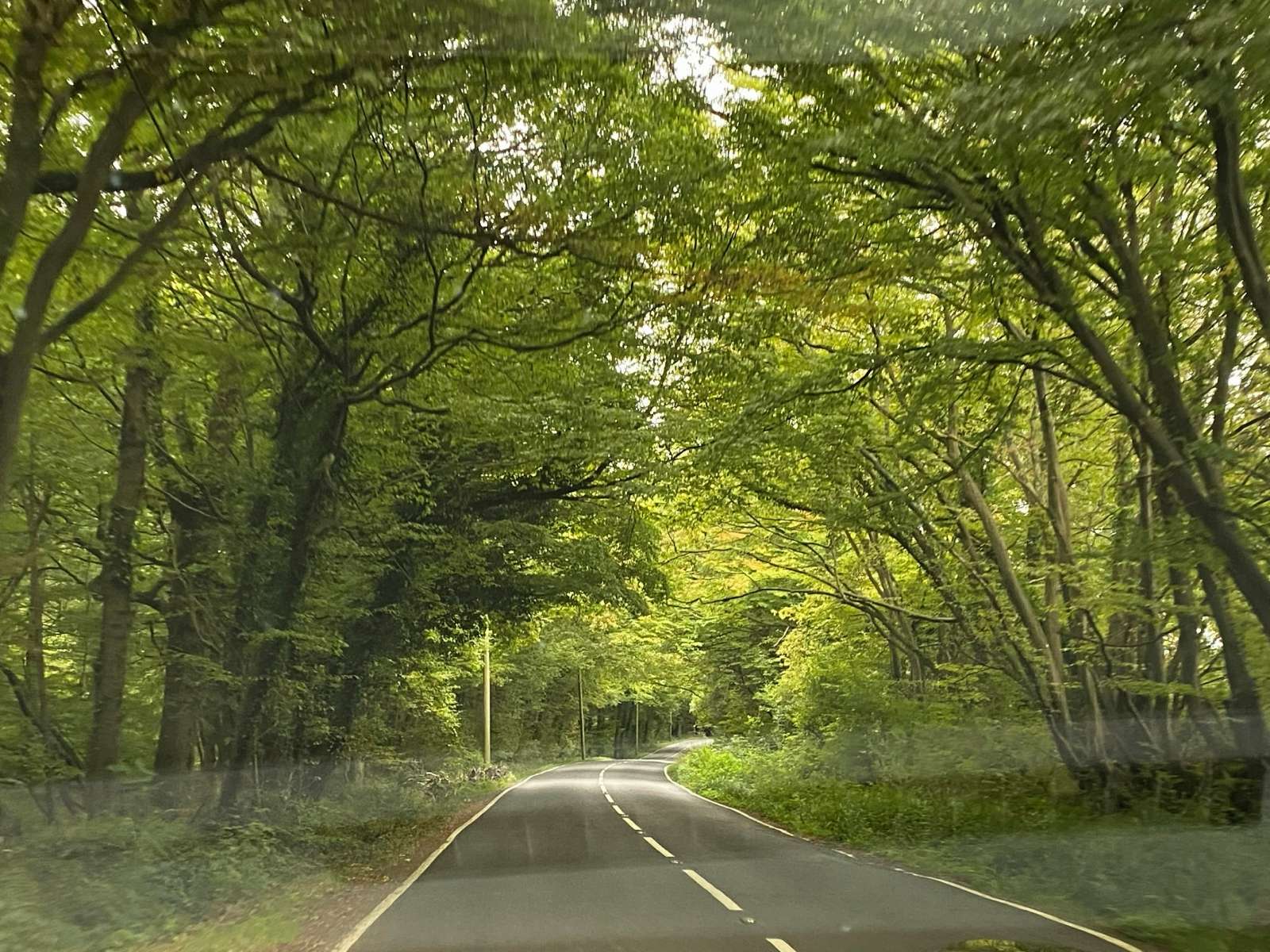 Forest road Forest road