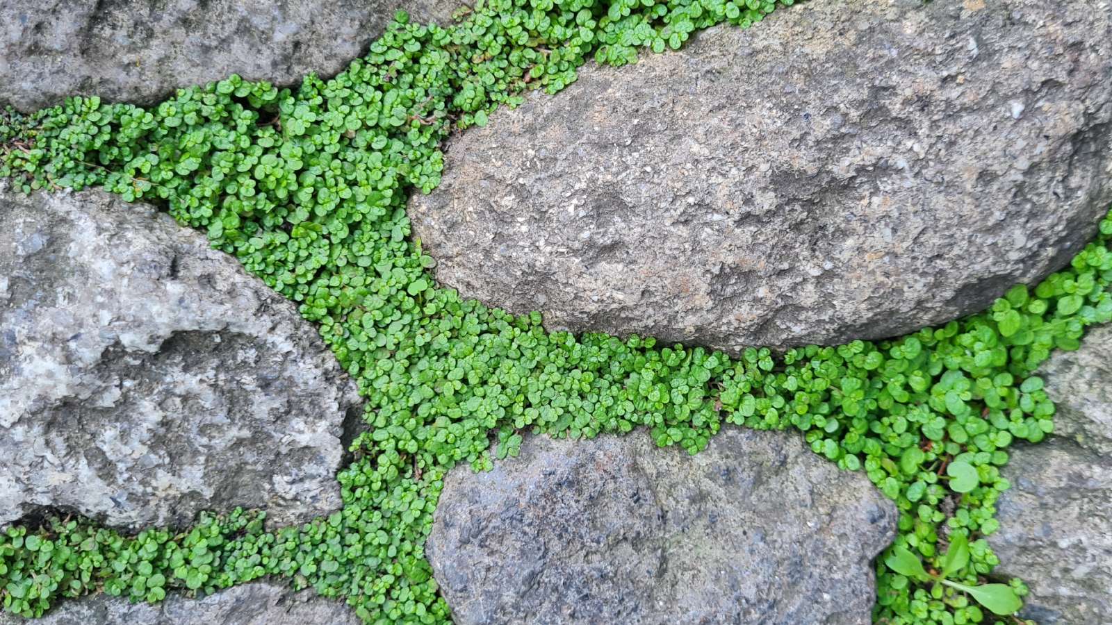 St Michael's Mount St Michael's Mount