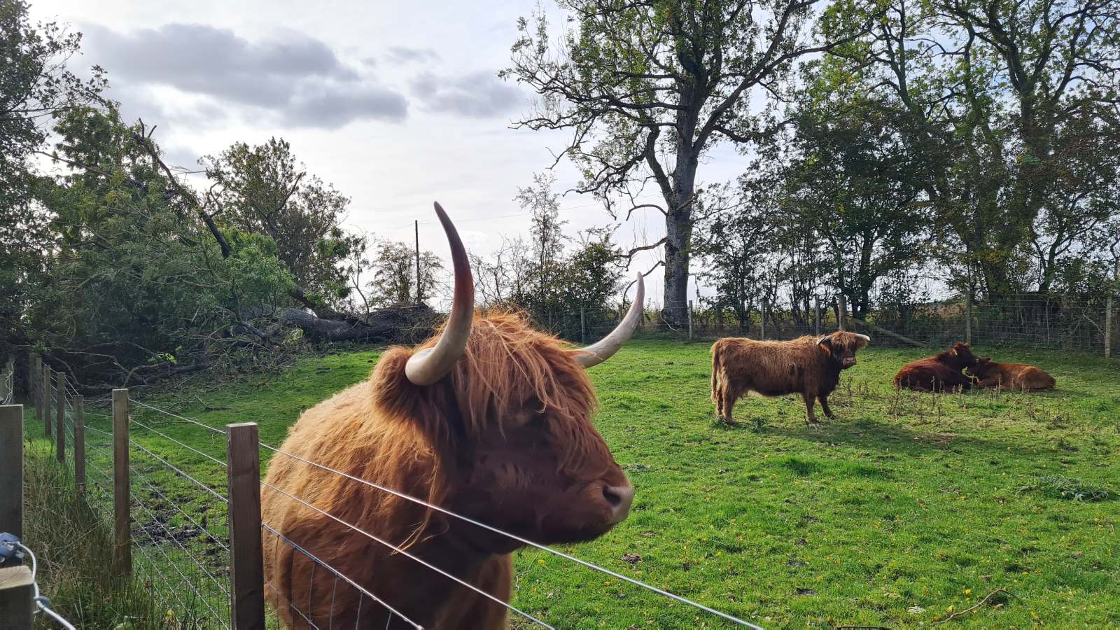 Highland coos near Bankfoot, Scotland