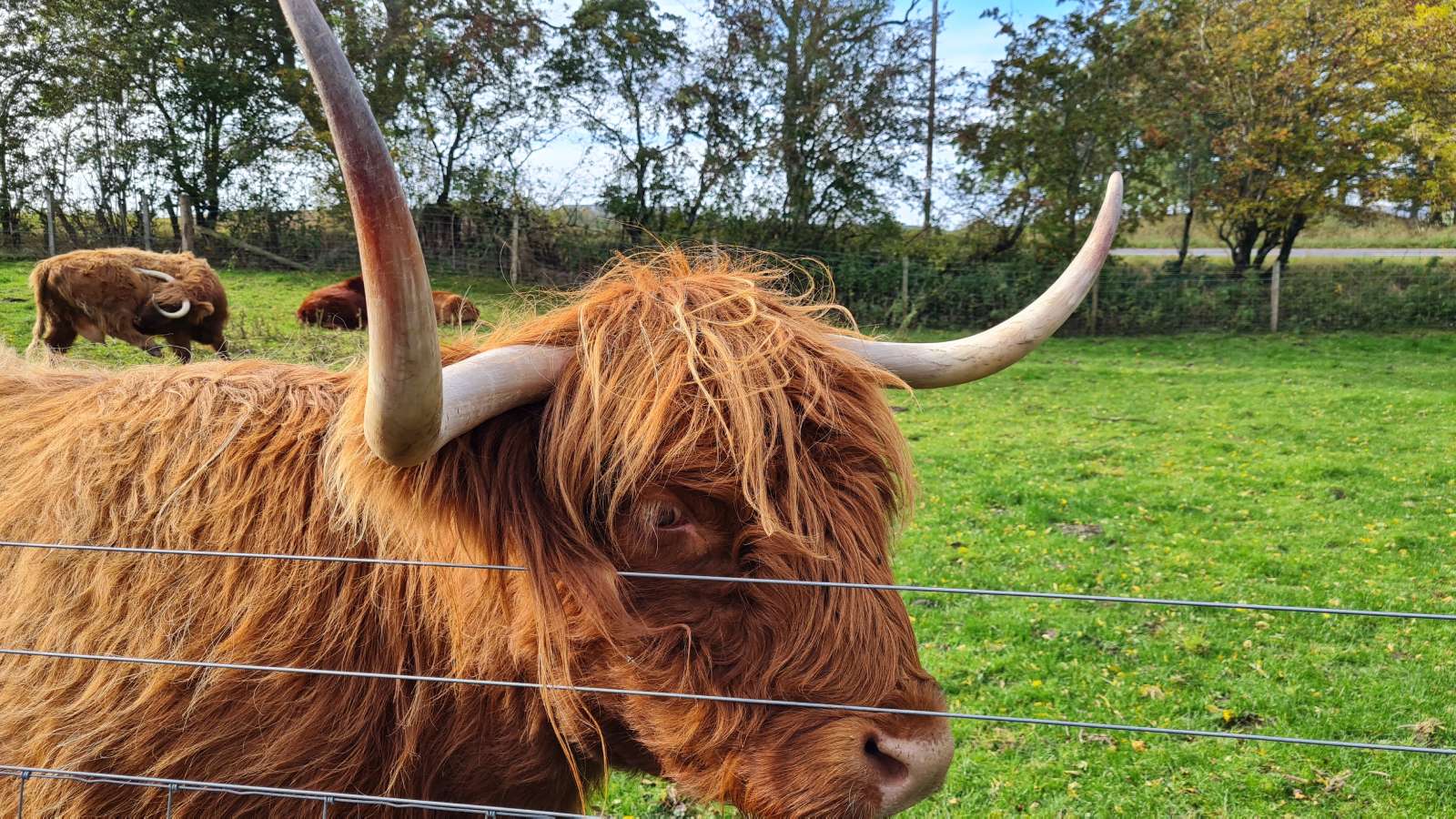 Highland coos near Bankfoot, Scotland