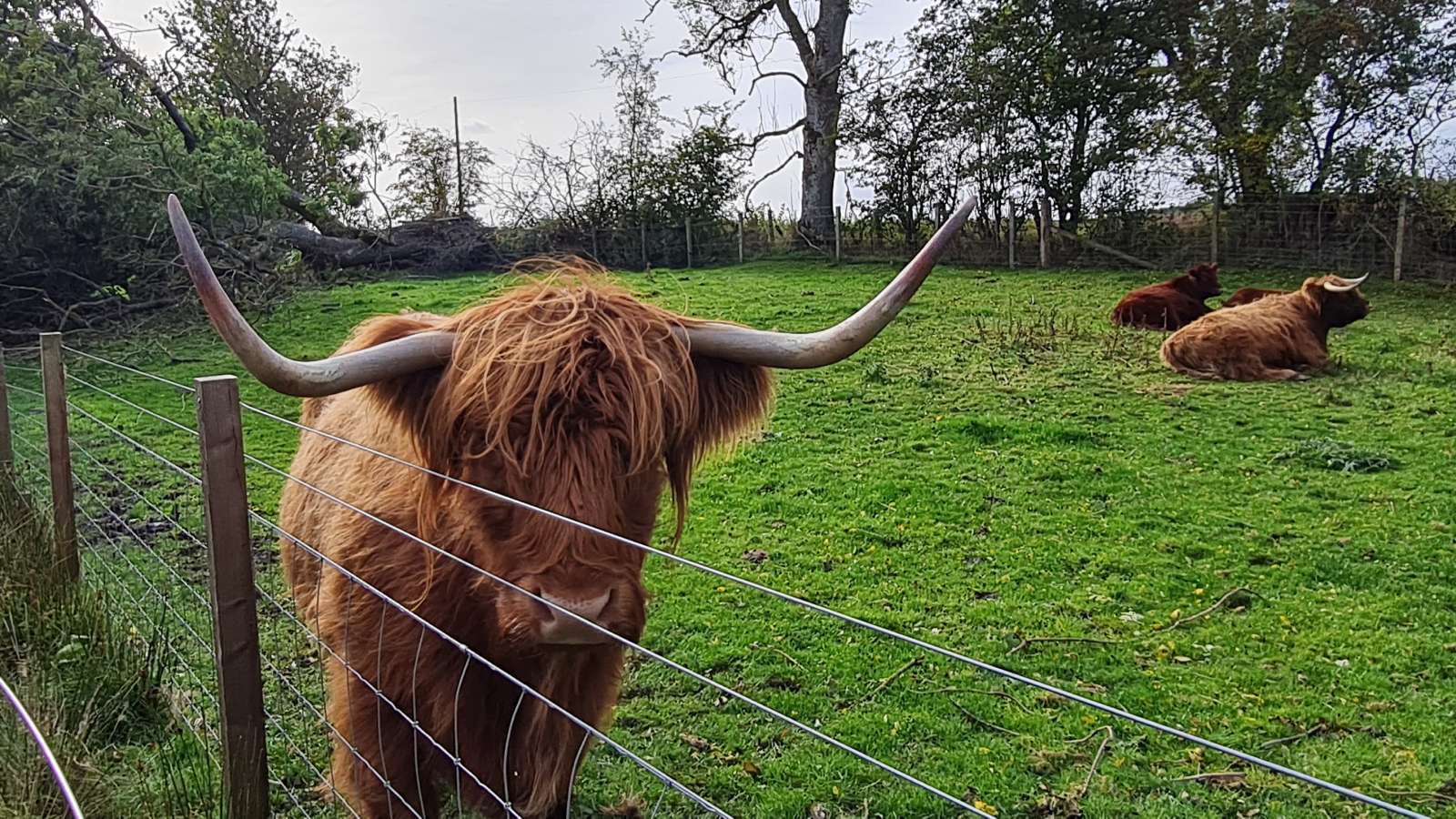 Highland coos near Bankfoot, Scotland