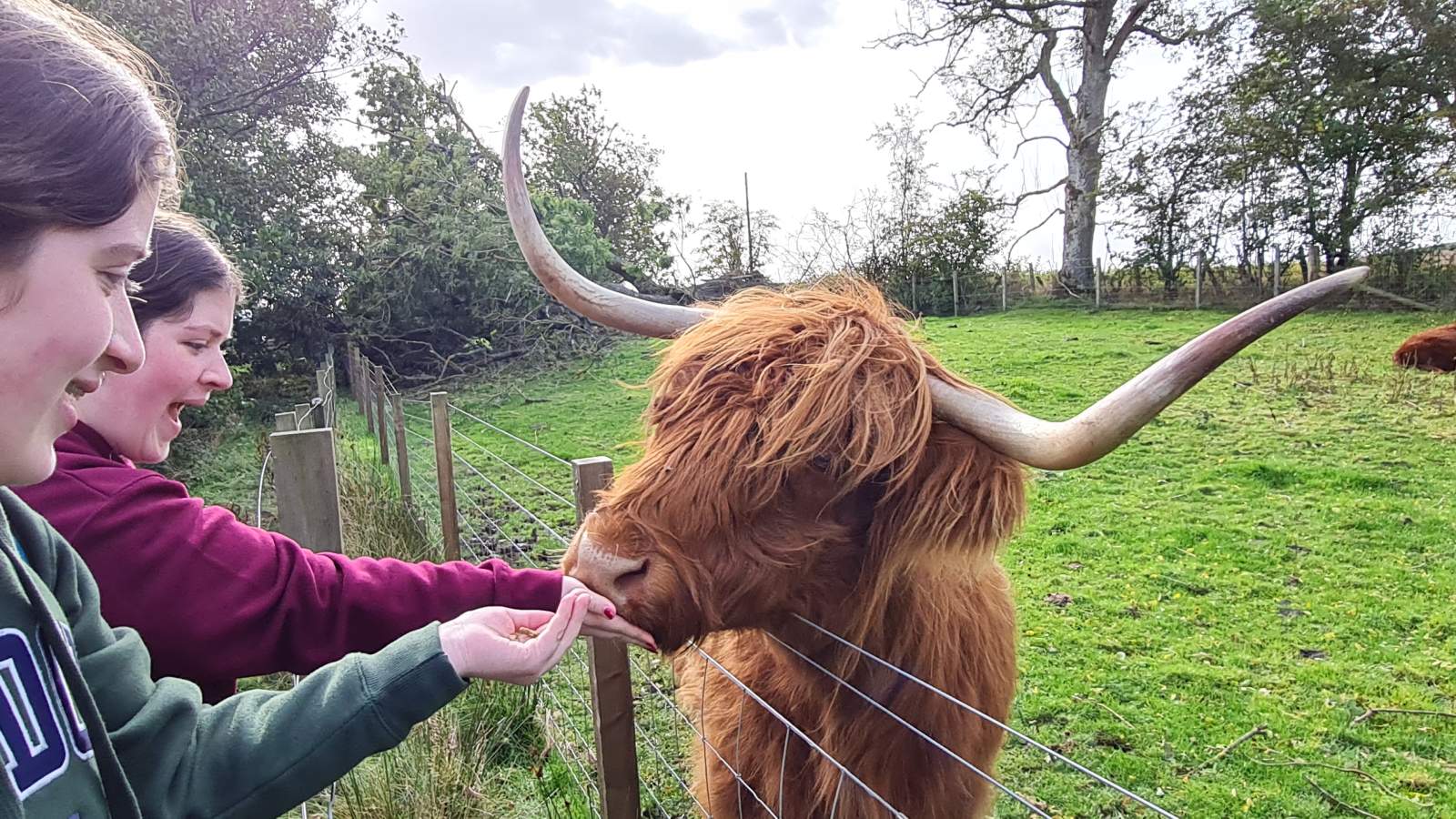 Highland coos near Bankfoot, Scotland