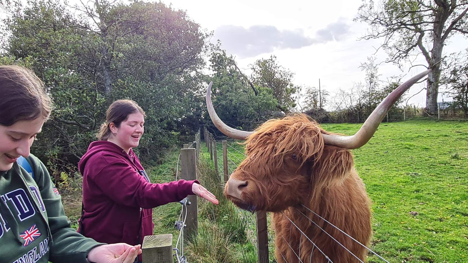 Highland coos near Bankfoot, Scotland