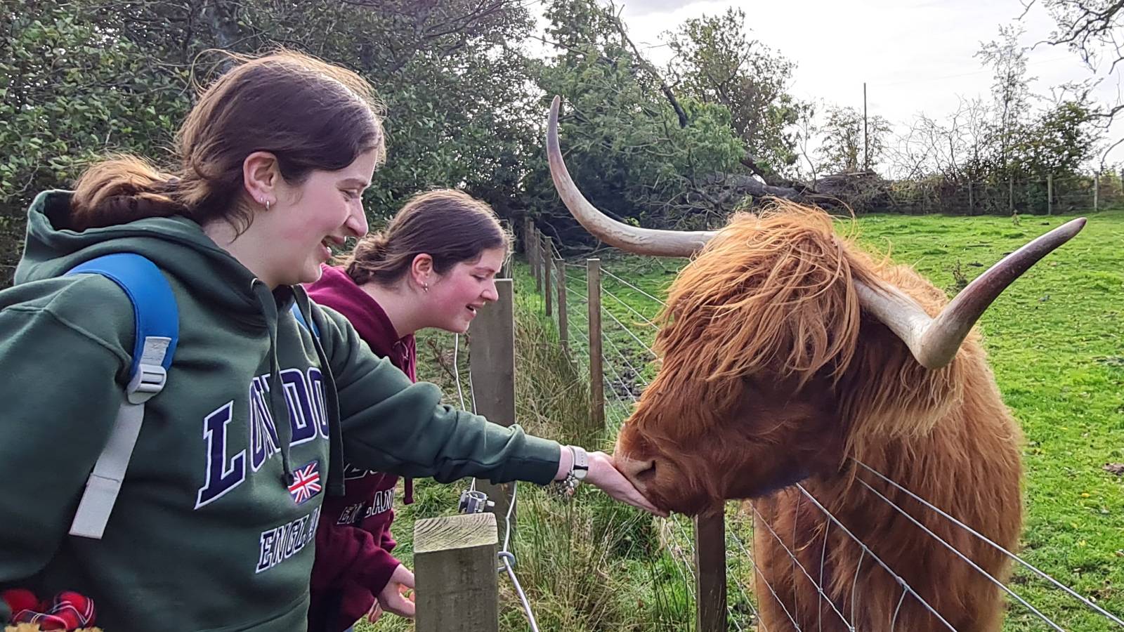 Highland coos near Bankfoot, Scotland