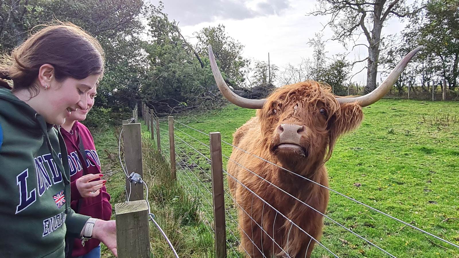 Highland coos near Bankfoot, Scotland