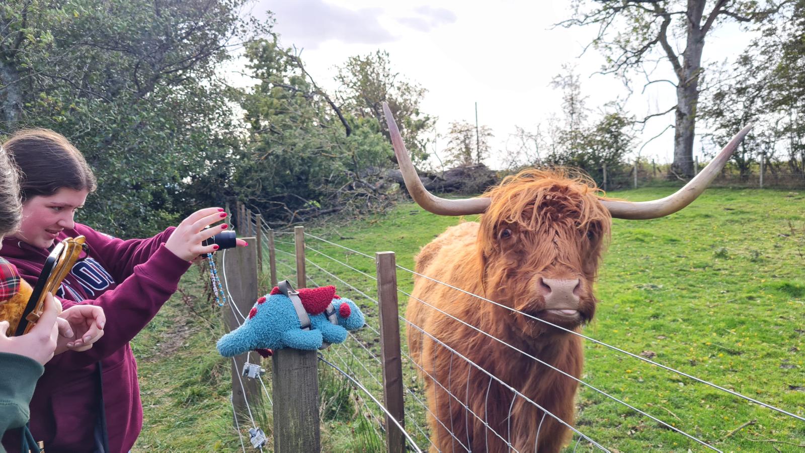 Highland coos near Bankfoot, Scotland