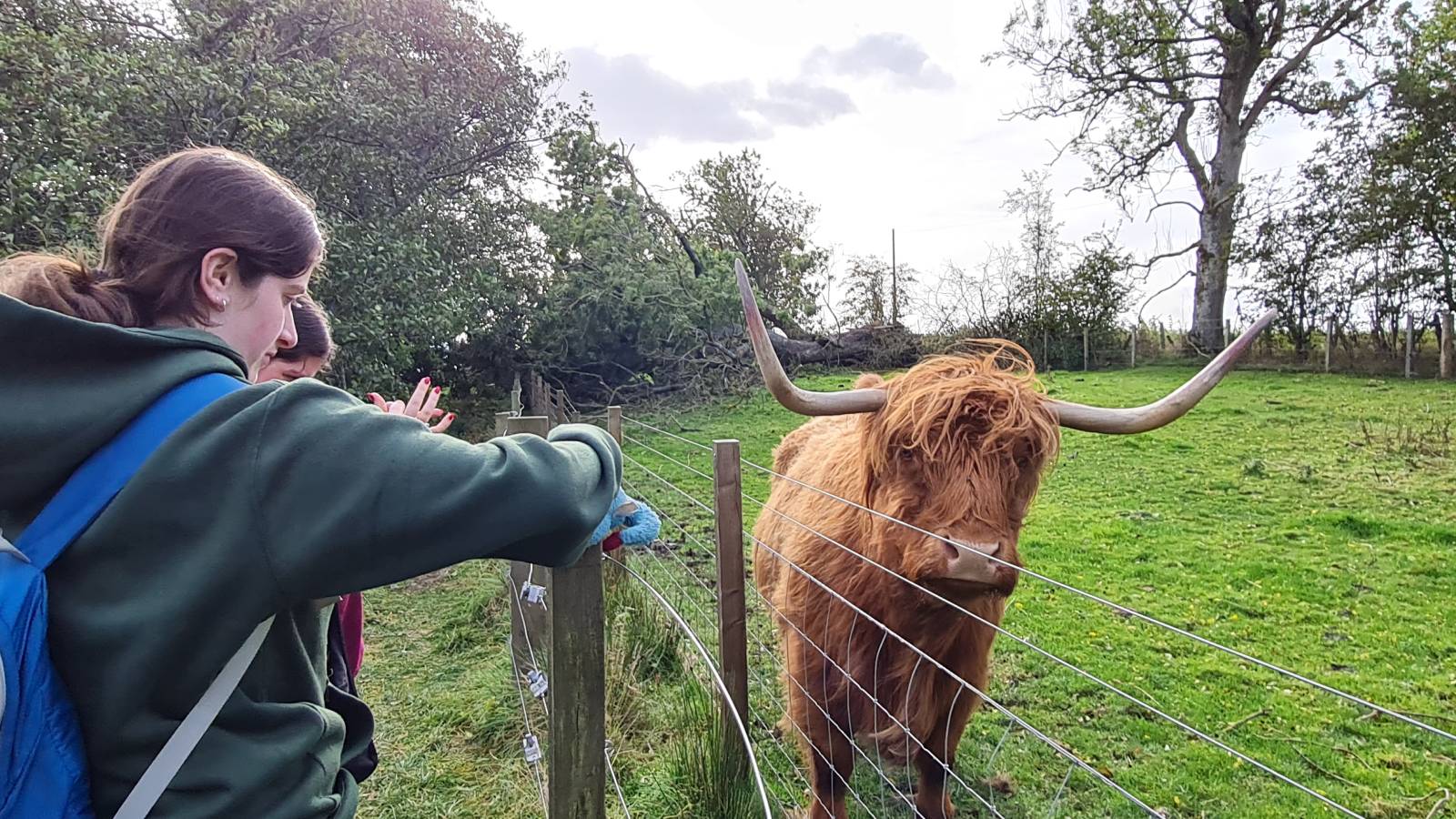 Highland coos near Bankfoot, Scotland