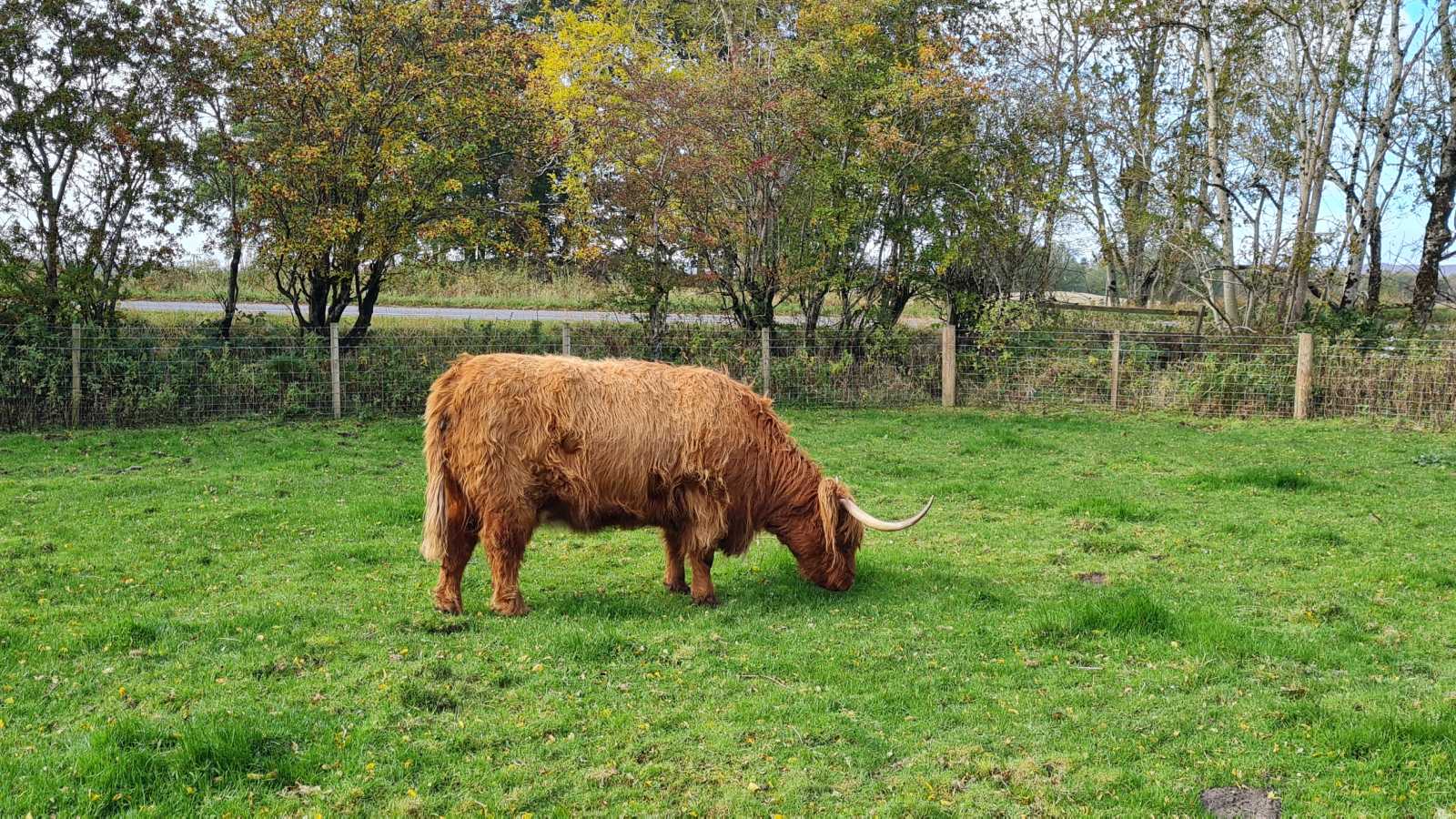 Highland coos near Bankfoot, Scotland