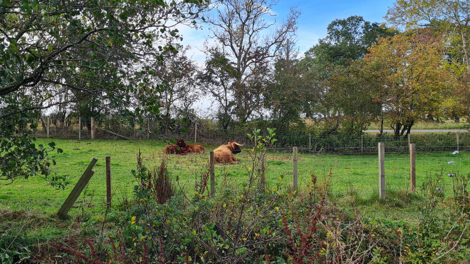 Highland coos near Bankfoot, Scotland