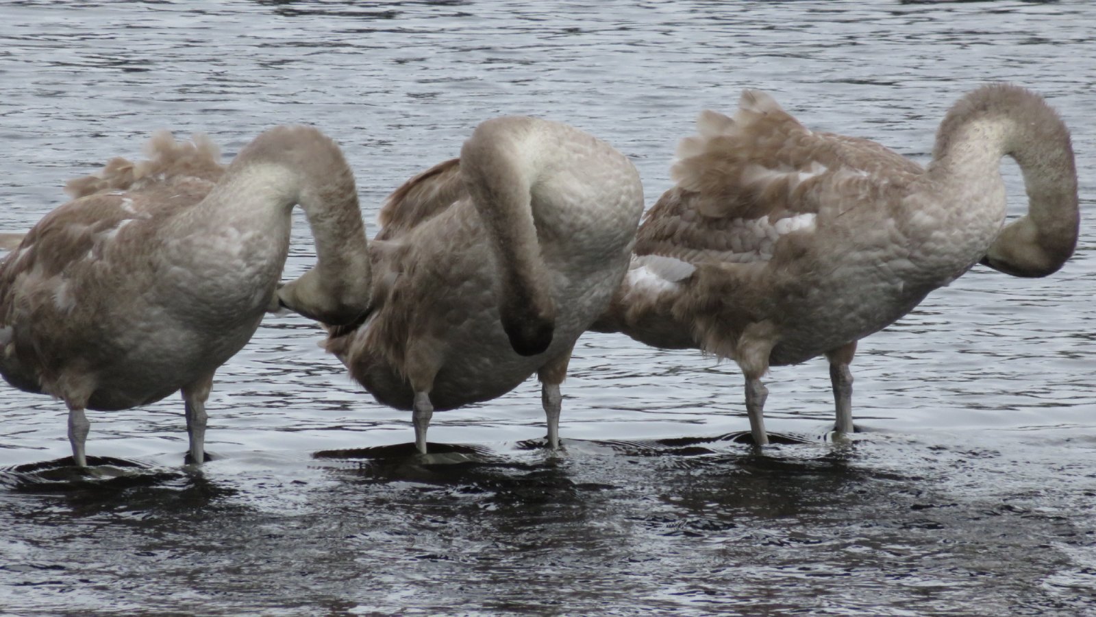 The Kelpies, Falkirk, Scotland