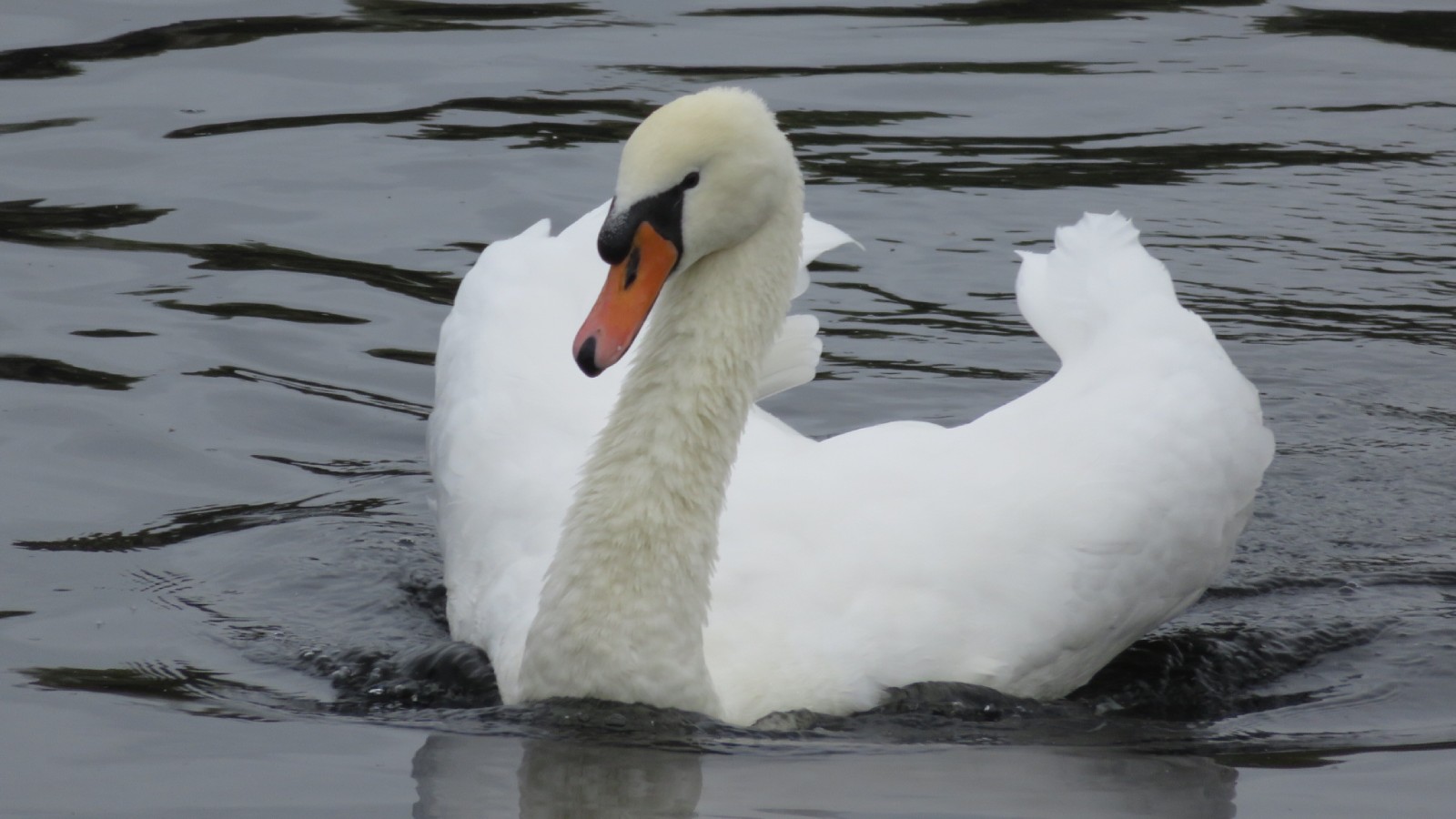 The Kelpies, Falkirk, Scotland