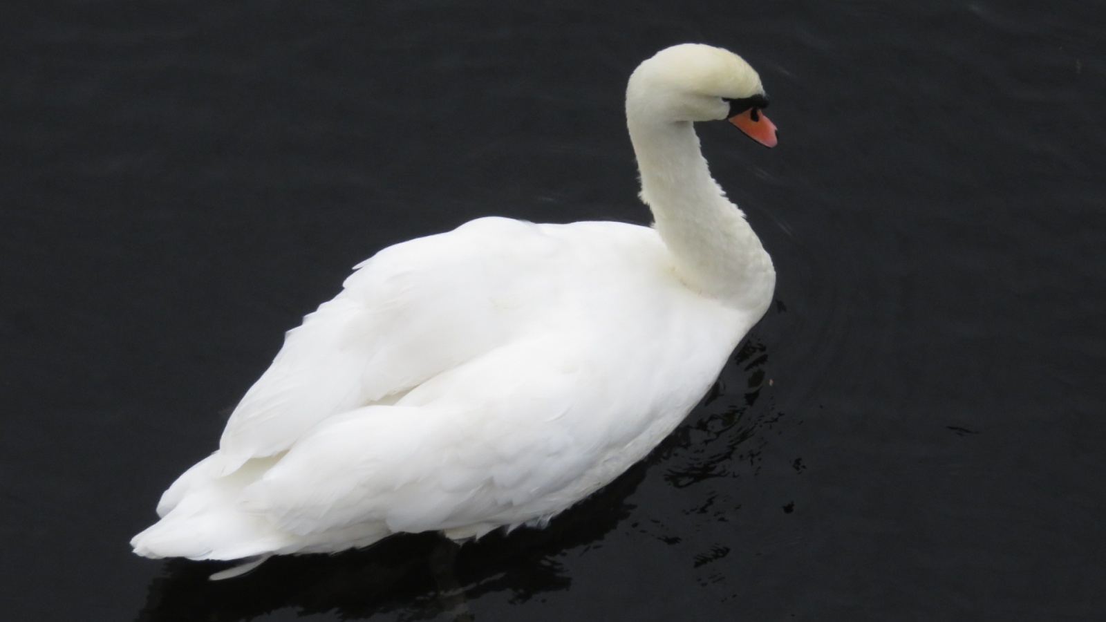 The Kelpies, Falkirk, Scotland