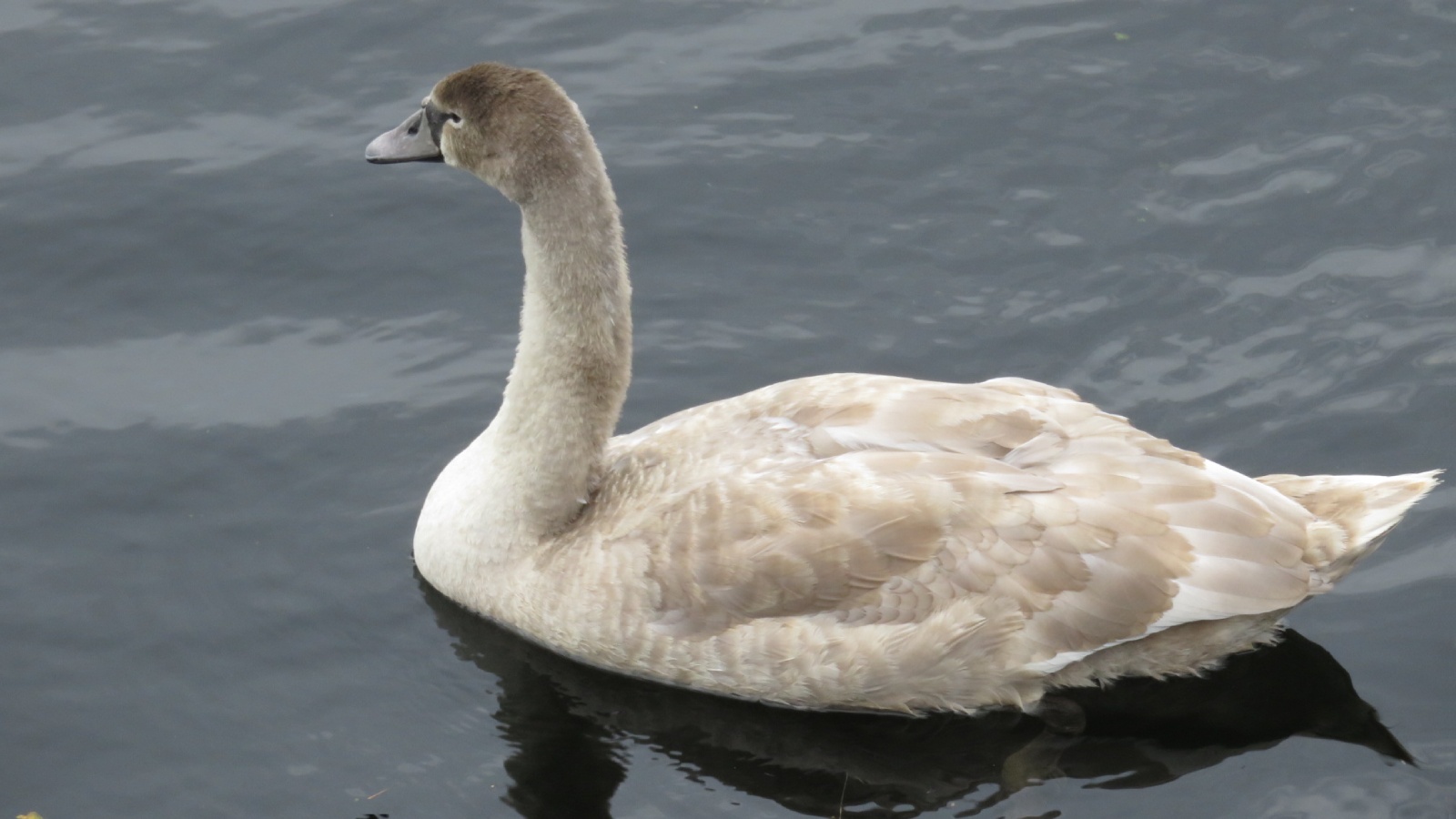 The Kelpies, Falkirk, Scotland