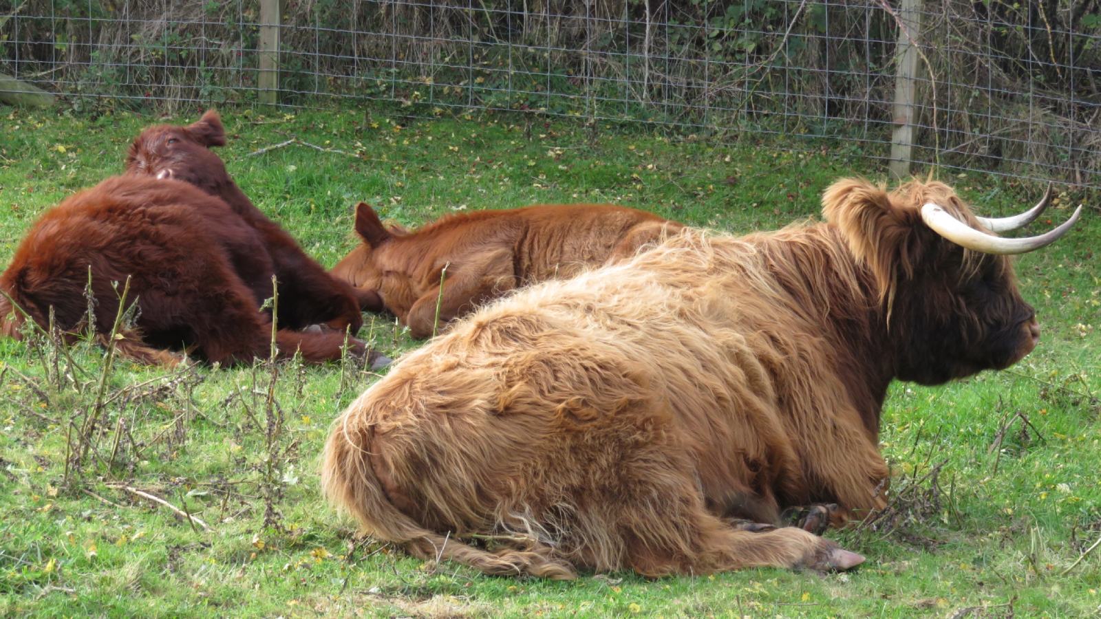 Highland coos near Bankfoot, Scotland