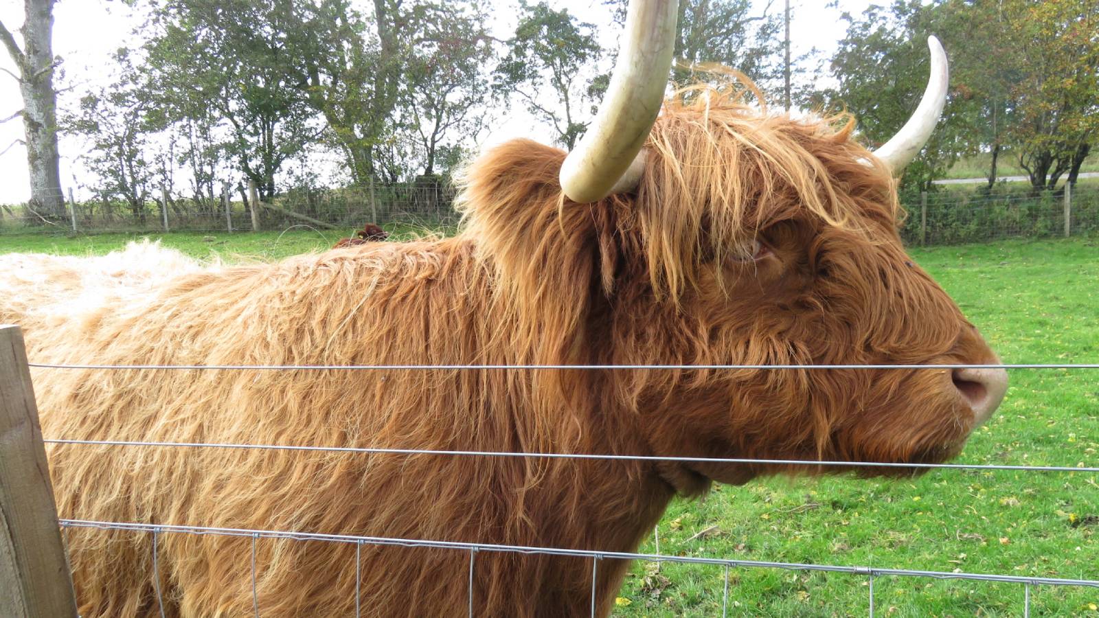 Highland coos near Bankfoot, Scotland