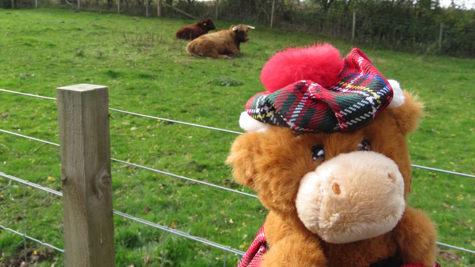 Highland coos near Bankfoot, Scotland