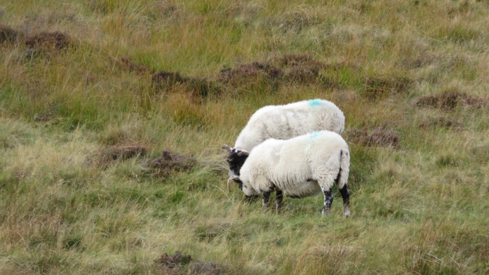 The Scottish Highlands