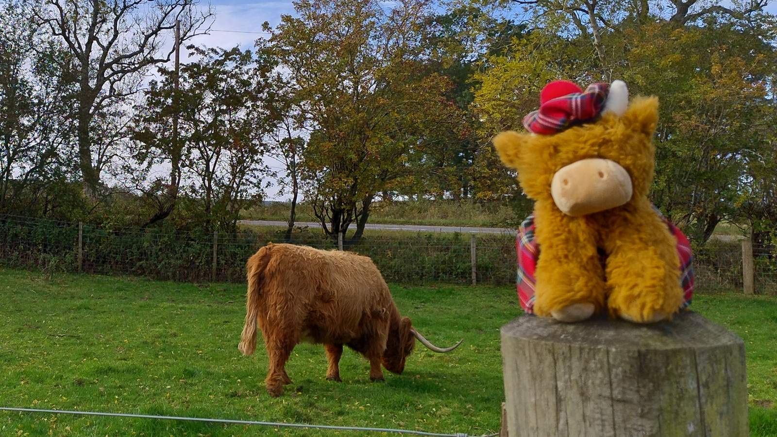 Highland coos near Bankfoot, Scotland