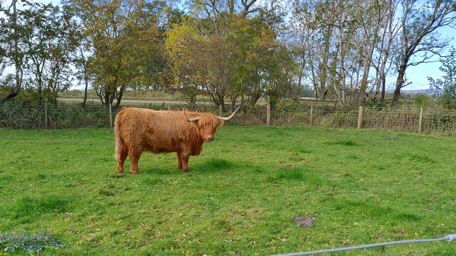 Highland coos near Bankfoot, Scotland