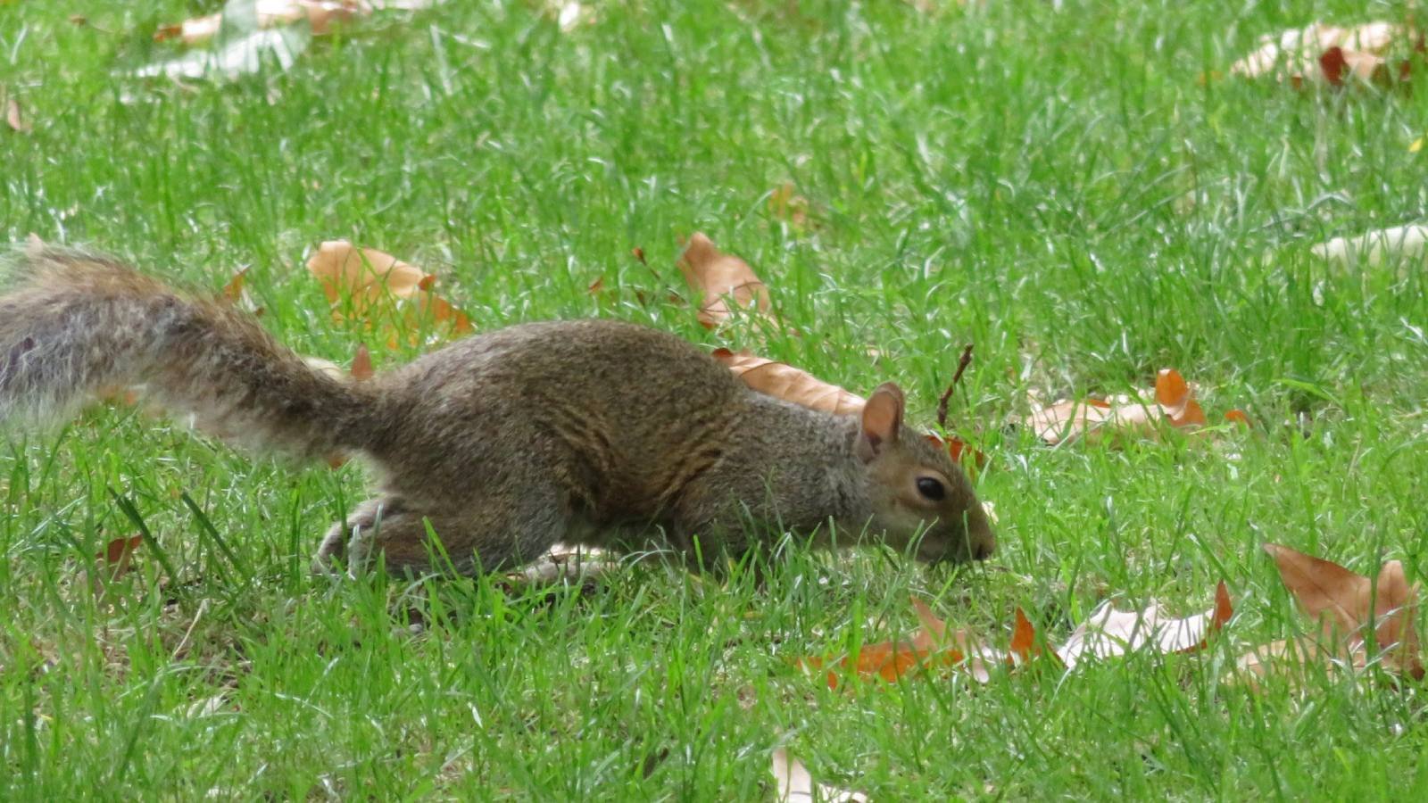 Tavistock Square, Bloomsbury, London