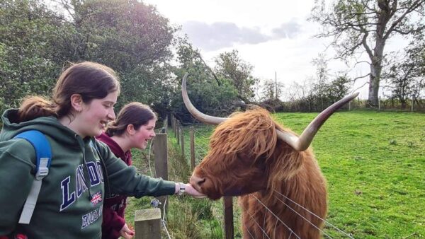 Highland coos at the Taste Perthshire farm near Bankfoot, Scotland