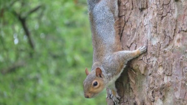 Squirrel at St James's Park near Buckingham Palace, London