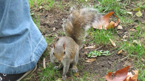 A very tame squirrel at Tavistock Square gardens in London's West End