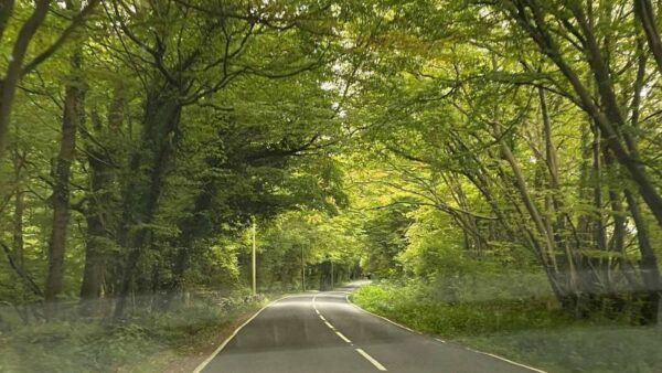 Forest on the drive between Horsley and Horsham, England